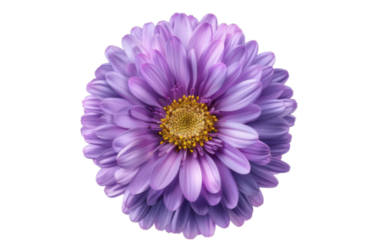 Aster flower isolated on transparent background