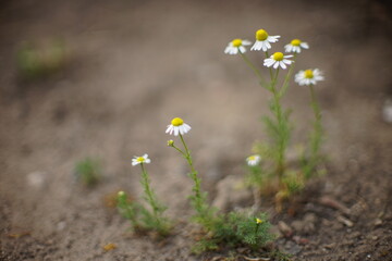 Small white chamomile flowers in the summer garden, art soft focus