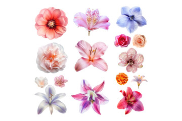 Obraz premium Beautiful floral set isolated on transparent background