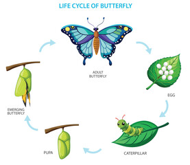 The metamorphosis of the butterfly,  egg, caterpillar, pupa, butterfly. From egg to caterpillar, chrysalis, to butterfly. Life cycle of butterfly Vector illustration