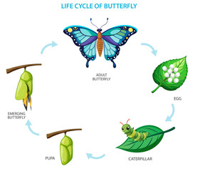 Naklejka premium Image depicting the butterfly life cycle: egg, caterpillar, chrysalis, and butterfly transformation, perfect for nature, education, and science content