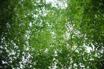 birch tree with green leaves in sky background.