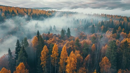 Misty autumn forest landscape with vibrant colors