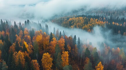 Misty autumn forest landscape with colorful foliage