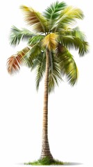 Lush Tropical Coconut Palm Tree Isolated on White Background