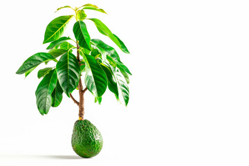 Avocado tree isolated on white background with copy space
