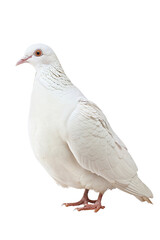 Elegant White Dove Isolated on a Black Background, Full Body View