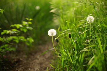 Pathway in summer field with fluffy dandelion flowers in green grass
