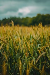 Obraz premium A picturesque view of a wheat field with dramatic cloudy sky. Perfect for agricultural concepts