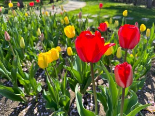 公園の花壇に咲くチューリップ