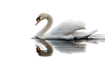 Obraz premium Elegant swan gliding across a tranquil pond. Transparent background.