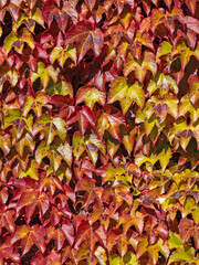 Nahaufnahme der an einer Mauer rankenden bunten Blätter des Wilden Weins (Parthenocissus)