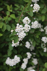 white flowers of a cherry