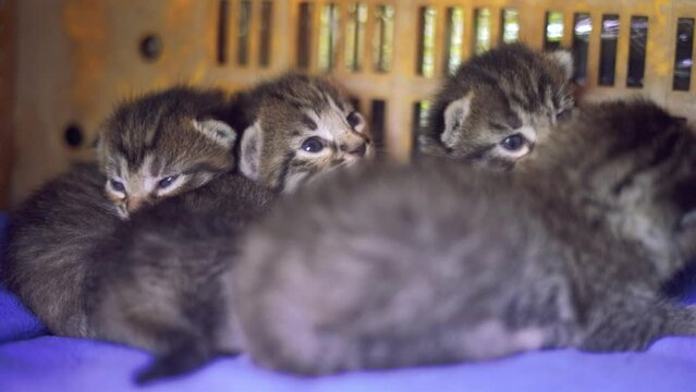 Mum feeding baby cats breastfeed kitty, kitten.