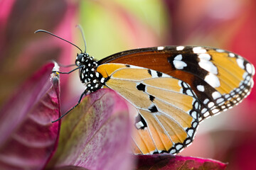 
a beautiful orange butterfly with black dots sits on a purple flower