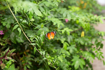 beautiful orange monarch butterfly sitting on a crown of green leaves in a nature reserve