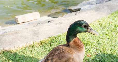 Closeup duck head living in public park