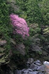 瀬戸川渓谷で咲き誇るアケボノツツジ　（高知県　土佐町）