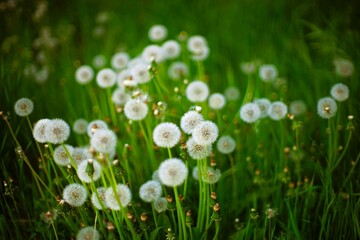 Fluffy dandelion flowers grow in green grass
