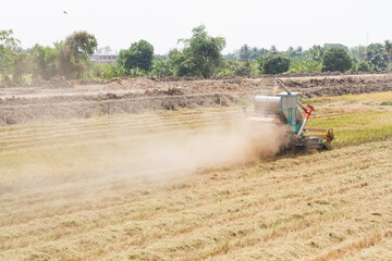 Harvesting of paddy by the machine