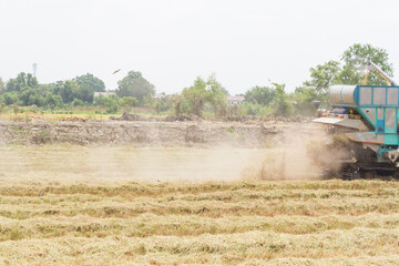Harvesting of paddy by the machine