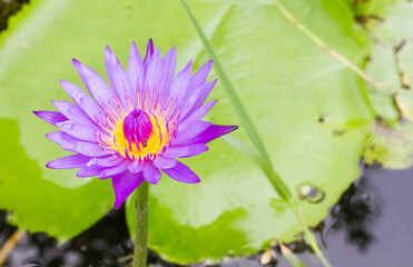 Blooming of colorful lotus in the pond