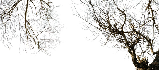 dry tree branches on an isolated white background