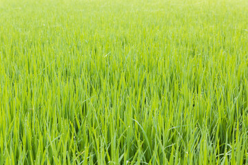 Close up the rice farm in Bangkok Thailand