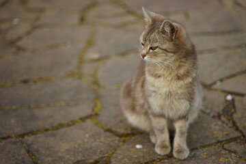 Grey fluffy cat sitting in summer garden.