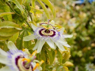 The blue passionflower, bluecrown passionflower or common passion flower (Passiflora caerulea),...