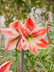 Flowers of cultivar of the Hardy Amaryllis or St. Joseph's Lily (Hippeastrum vittatum, syn. Amaryllis vittata), distributed from southern Brazil to Argentina. Spain