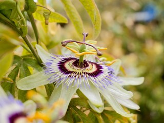 The blue passionflower, bluecrown passionflower or common passion flower (Passiflora caerulea),...