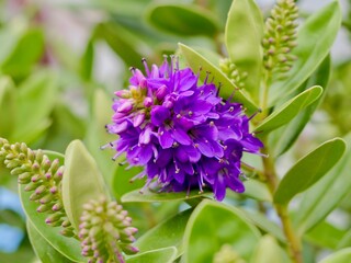 Flowers of the New Zealand hebe, showy hebe, showy-speedwell, the Māori names titirangi or napuka (Veronica speciosa, syn. Hebe speciosa), native to New Zealand. Spain