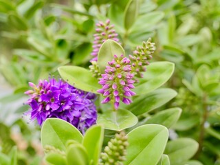 Flowers of the New Zealand hebe, showy hebe, showy-speedwell, the Māori names titirangi or napuka (Veronica speciosa, syn. Hebe speciosa), native to New Zealand. Spain