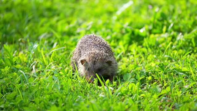 Southern white-breasted hedgehog eating a grasshopper