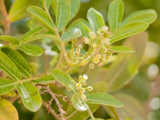 Flowers and fruits of the Mt. Atlas mastic tree, Atlas pistachio, Atlantic pistacio, Atlantic terebinth, Cyprus turpentine tree, and Persian turpentine tree (Pistacia atlantica) or betoum, Spain