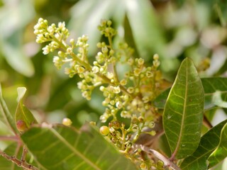 Flowers and fruits of the Mt. Atlas mastic tree, Atlas pistachio, Atlantic pistacio, Atlantic terebinth, Cyprus turpentine tree, and Persian turpentine tree (Pistacia atlantica) or betoum, Spain
