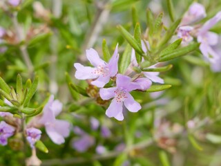 Flowers of the long-leaved westringia (Westringia longifolia), Spain