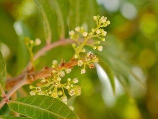 Flowers and fruits of the Mt. Atlas mastic tree, Atlas pistachio, Atlantic pistacio, Atlantic terebinth, Cyprus turpentine tree, and Persian turpentine tree (Pistacia atlantica) or betoum, Spain