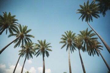 palm trees on the sky