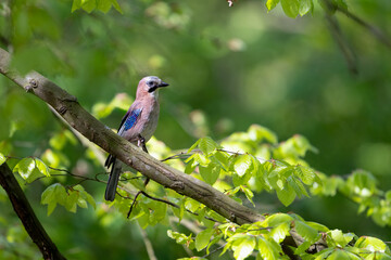 The Eurasian jay in a sunny forest, Garrulus glandarius