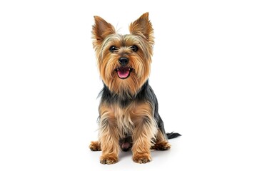 Scruffy adult blue gold Yorkshire terrier dog, sitting up facing front Looking towards camera and smiling. Isolated on a white background. photo on white isolated background