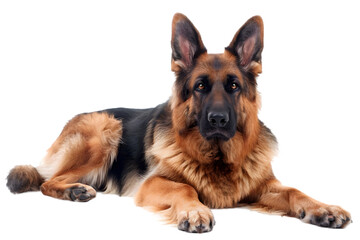 Fototapeta premium Dog transparent background