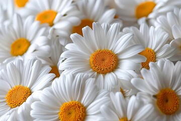 A cluster of cheerful daisies with white petals and a sunny yellow center, The background will be pure white, facilitating easy background removal for further use