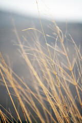 Dry weeds swaying in the wind. This photo was taken after the rain. Part of the series. In the...