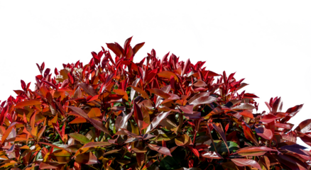 Photinia fraseri red robin bush as a frame isolated