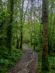 Water runningdown trail in Cornish Woodland.