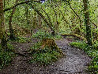 Path through Cornish Woodland