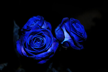 la rosa blu: il mistero e la saggezza