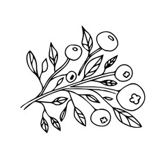 Hand drawn branch of blueberry with leaves.